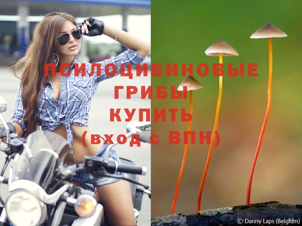 ПСИЛОЦИБИНОВЫЕ ГРИБЫ Алзамай